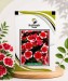 Dianthus Baby Doll - Image 1